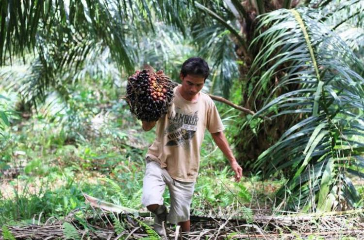 Musim Hujan di Bengkulu Harus Dimanfaatkan Petani Sawit Dengan Baik
