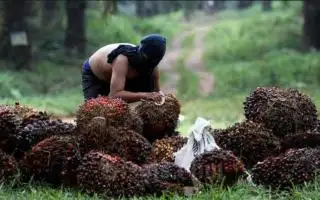 Pencurian TBS Kelapa Sawit di Bengkulu Turun Saat PKS Libur Lebaran