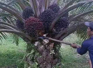 Pasca Lebaran Idul Fitri Ini Harapan Petani Sawit di Mukomuko