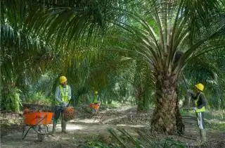 Ternyata Baru Segini Kebun Sawit yang Tersertifikasi ISPO