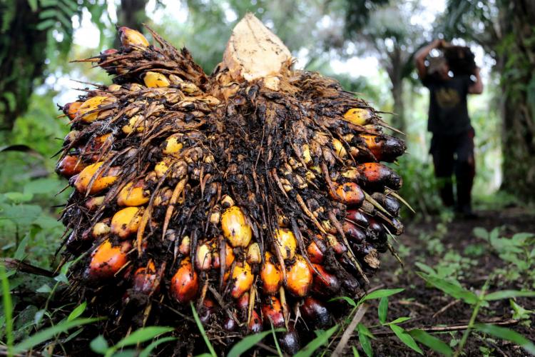 Harga CPO di Sulbar Meningkat, Begini Kondisinya