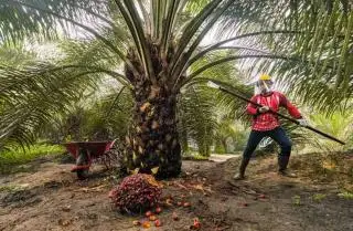 Begini Upaya Kementan untuk Akselerasi Sertifikasi ISPO