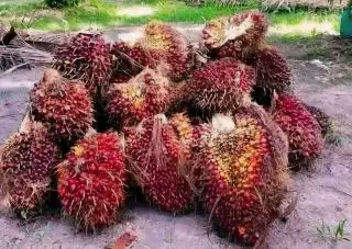 Harga TBS Kelapa Sawit di Seluma Anjlok, Petani Merana