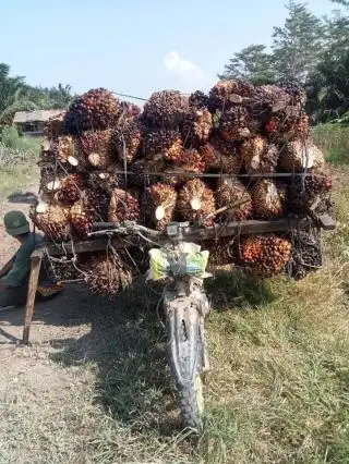 Anjlok Lebih Rp 160 Per Kg, Ini Harga TBS Mitra Plasma Jambi Periode 26 April - 2 Mei 2024