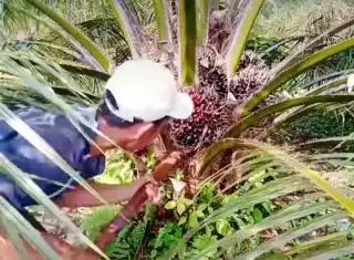 Petani di Bengkulu Berharap Sertifikasi ISPO Bisa Naikkan Harga TBS Kelapa Sawit