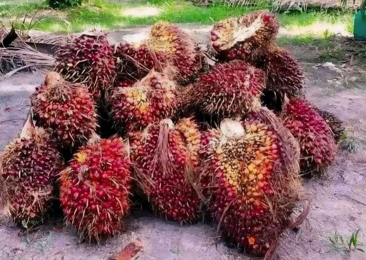 Harga TBS Kelapa Sawit Bengkulu Rp 2.576 per Kilogram