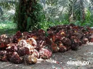 Turun Rp190,62/kg, Harga Sawit di Kalteng Dibandrol Rp2.714,73/Kg