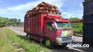 Aduh! Harga Sawit di Jambi Anjlok Lagi Jadi Segini