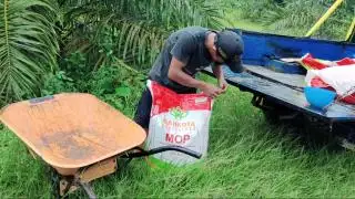Biaya Pemupukan Tanaman Sawit Tembus Rp 5 Juta Per Hektar