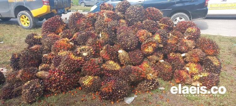 Periode Mei, Harga Sawit di Sulbar Turun Rp2.325,04/Kg