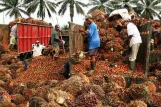 Harga Disbun Naik, Sejumlah PKS di Riau Malah Turunkan Harga TBS