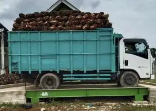 Banyak RAM Sawit Tidak Mengantongi Izin Usaha