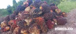 Naik Tipis, Harga Sawit di Jambi Rp2.752,44/kg