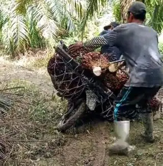 Dari Ratusan Pengaduan Terkait Isu Sawit, Ombudsman RI Paling Banyak Terima Kasus Ini