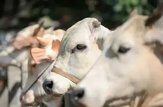 Perusahaan Sawit Pelat Merah ini Siap Salurkan 1.000 Paket Daging Kurban
