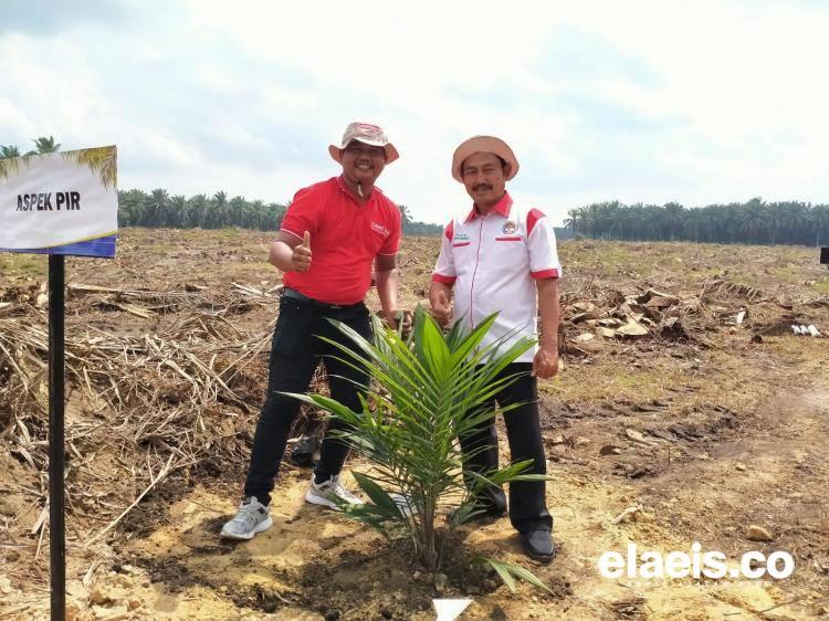 Petani Aspek-PIR Selalu Nikmati Harga Penetapan Disbun