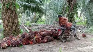 Jelang Penetapan, Harga TBS Sawit di Sejumlah PKS di Riau Naik