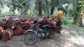 Begini Cara PT Siringoringo Membina Para Petani Sawit Swadaya di Labuhanbatu