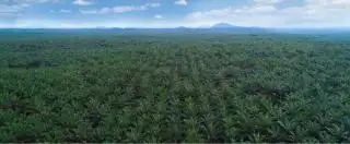 AAL Bantah Tudingan Lakukan Deforestasi, Pelanggaran HAM, dan Rusak Lingkungan