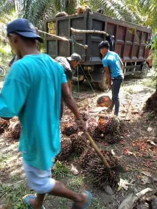 Tak Mau Kalah, Harga TBS Sawit Swadaya Riau Juga Tembus Level Rp 3.000/Kg