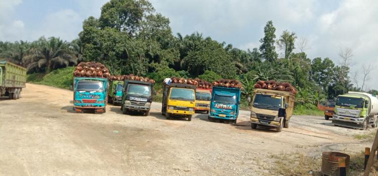 Ditetapkan Disbun Naik, Sejumlah PKS di Riau Malah Turunkan Harga TBS