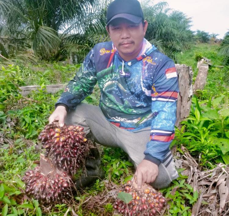 Biar Laku, TBS Sawit Milik Petani di Kukar Terpaksa Dijadikan Brondolan