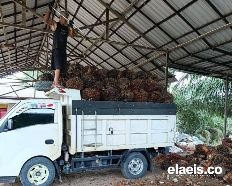 Tingginya Permintaan Pabrik Bikin Harga Sawit Petani Swadaya di Sultra Melambung