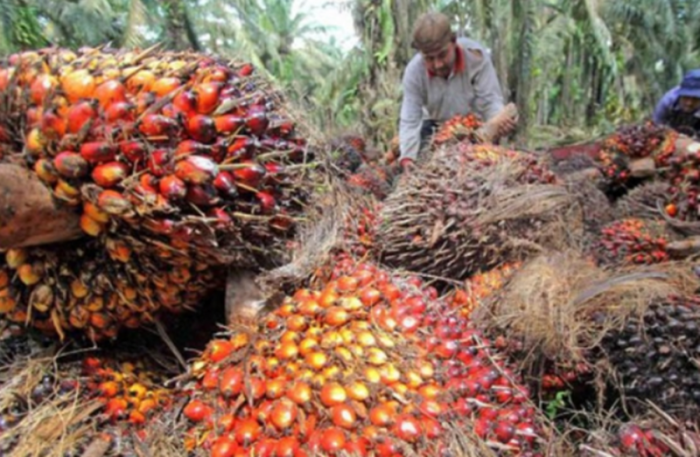 Harga TBS Sawit Swadaya di Riau Naik Tipis Sepekan ke Depan
