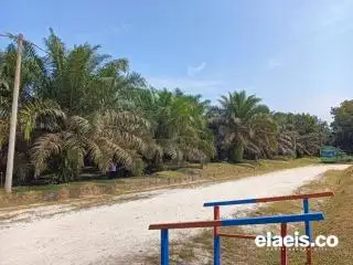 Kasus Karhutla Turun, Produksi Sawit di Jambi Malah Anjlok, Padahal Harga Lagi Nanjak