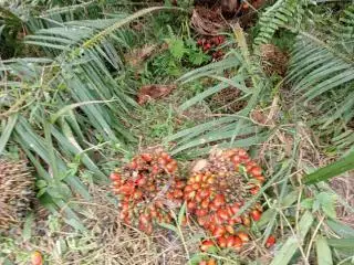 Pemkab Batanghari Sediakan Bibit Sawit Unggul Secara Subsidi bagi Petani
