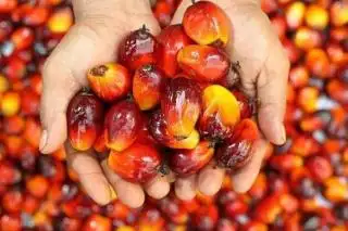 Begini Nasib Harga CPKO Hasil Tender PT KPBN Periode 25 September 2024