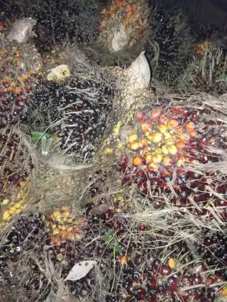 Anggota Polres Rohul Ketangkap Mau Angkut Sawit Warga