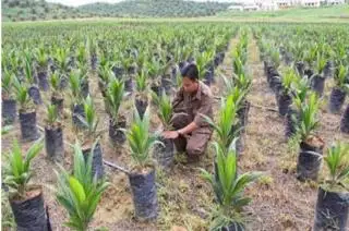 Hindari Hama dan Penyakit, Petani Diingatkan Gunakan Bibit Sawit Bersertifikat