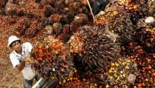 Harga TBS Sawit Swadaya di Riau Naik Tipis dari Pekan Lalu, Simak Daftarnya