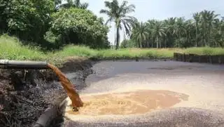 GAPKI Dukung Peningkatan Baku Mutu Limbah Sawit untuk LA