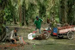Aspek-PIR Sultra Terus Ajak Petani Sawit Swadaya Berkelompok dan Bermitra