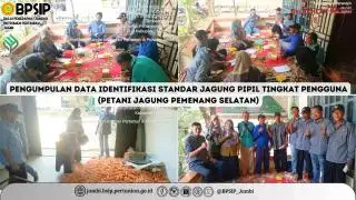 BPSIP Jambi Identifikasi Mutu Jagung dari Kebun Sawit di Merangin