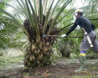 FORTASBI Minta Pemerintah Pastikan B40 Dibuat dari Sawit Tersertifikasi