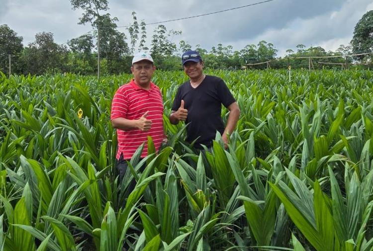 Luas Kebun Sawit Swadaya di Kaltim Diperkirakan Bertambah Lebih 12 Ribu Hektar