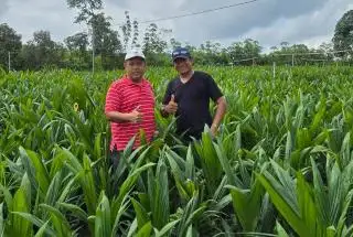 Luas Kebun Sawit Swadaya di Kaltim Diperkirakan Bertambah Lebih 12 Ribu Hektar