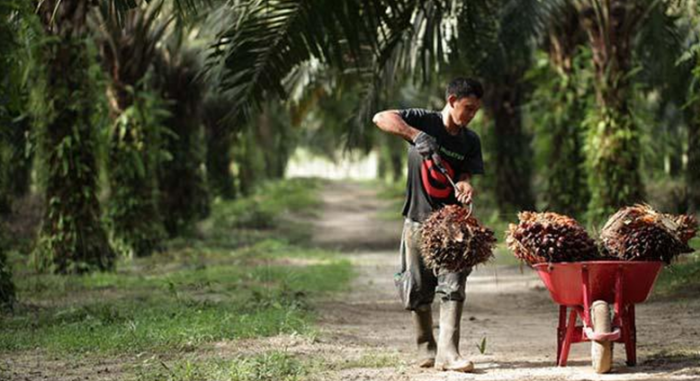 Perusahaan Sumber Data Libur, Harga TBS Sawit Mitra Swadaya di Riau Tak Berubah