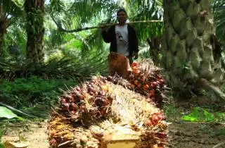 Harga TBS Sawit di Wilayah Timur dan Barat Aceh Turun Signifikan