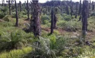 168 Hektar Lahan Replanting di Rohul Diusulkan Ditanami Padi Gogo