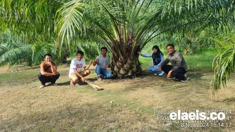 Mulai Hari ini, Operasional Dana PPKS & SPPKS di BPDPKS Kembali Normal