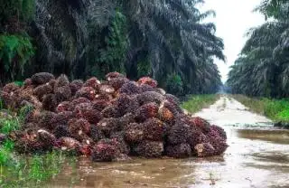 Periode II Januari, Harga TBS Sawit di Sumsel Anjlok Jadi Rp 3.405,49/Kg