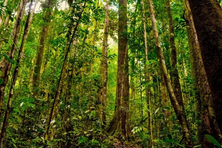 Tak Ada Klausul Evaluasi Pengukuhan Kawasan Hutan di Perpres No. 5/2025, WSN Kirim Surat Terbuka ke Prabowo