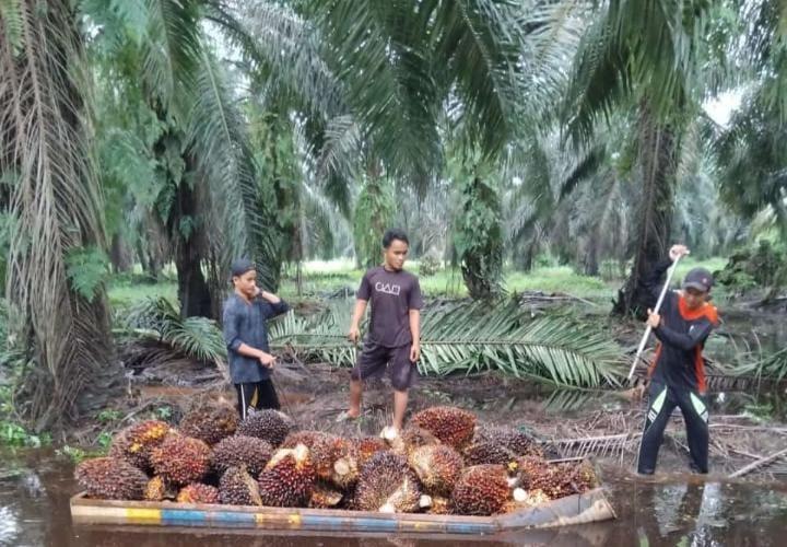 Di Bengkulu, Harga TBS Sawit Tertinggi Ditetapkan untuk Tanaman Usia 21 Tahun