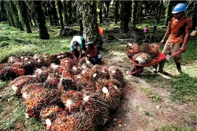Periode Pertama Februari, Harga TBS Sawit di Sumsel Ambrol