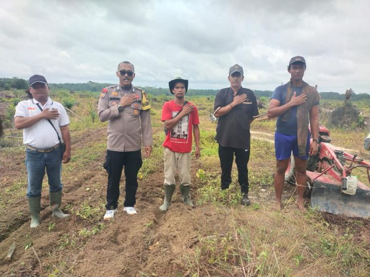 Lahan Sawit PT GM Mulai Digemburkan, Siap untuk Tumpang Sari Jagung