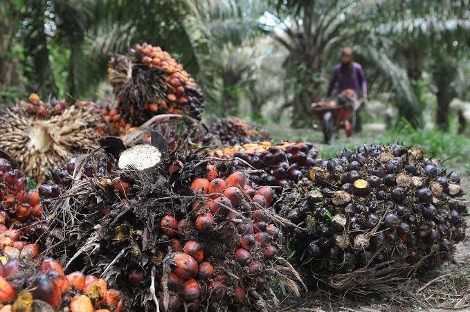 Naik Rp 136,09, Harga TBS Sawit Mitra Swadaya di Riau Terus Pepet Plasma